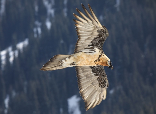 Gypaetus barbatus hemachalanus – Afghan Bearded Бородач